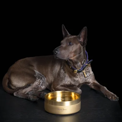 Dog bowl L 210 Gold