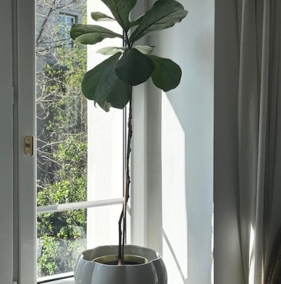 Marbelo 02 Brushed Brass Window Handle